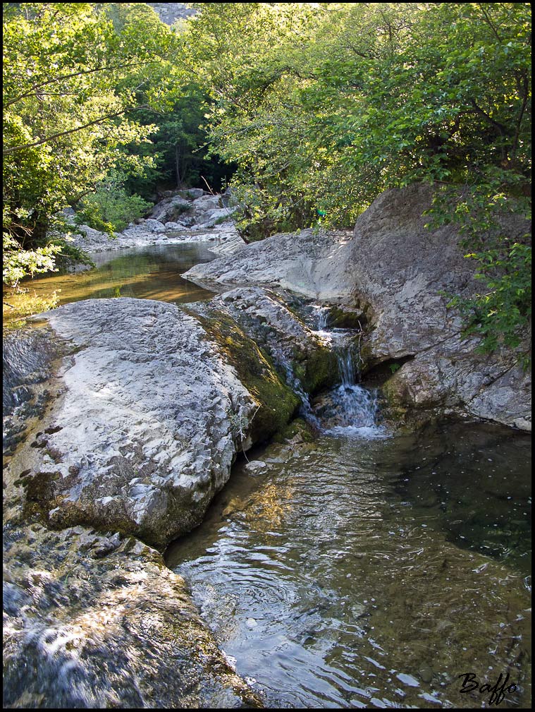 Gambero di fiume.